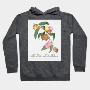 "Pan Dulce - Dolci Pasticcini" - Pastry Tree; traditional botanical art from Pomona Italiana updated with classic Mexican desserts Hoodie